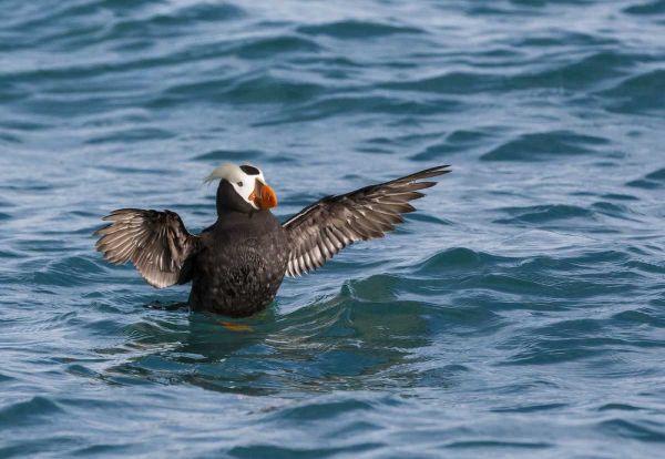 Alaska, Glacier Bay NP Tufted puffin in water